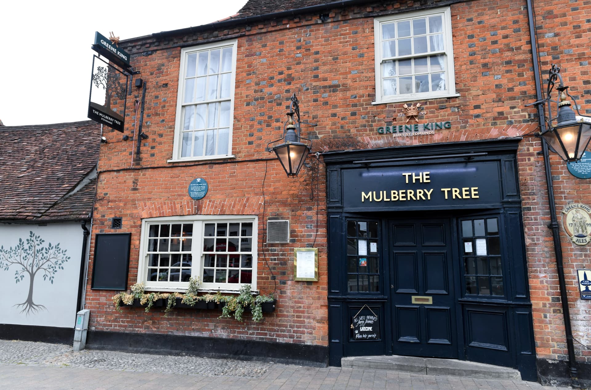 Mulberry Tree